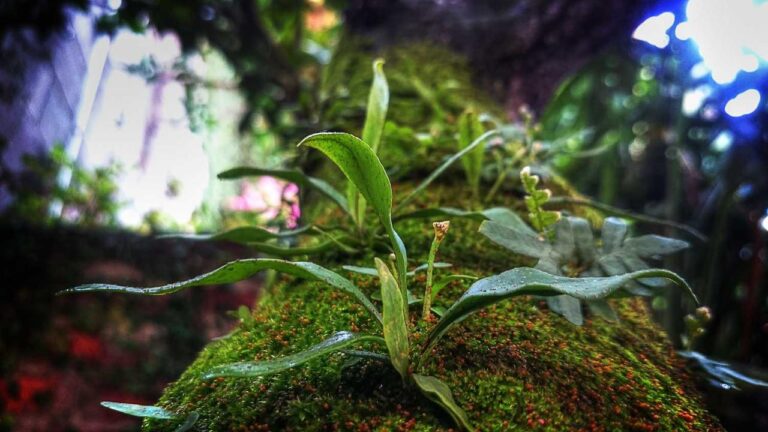 How Can I Join Real-Time 99Exch Live Games?